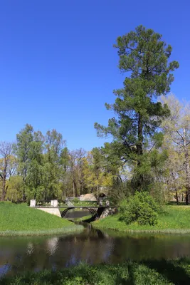 Царское дерево: величественная красота природы на фото