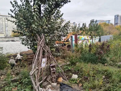 Уникальное Царское дерево на фото: природное чудо в объективе