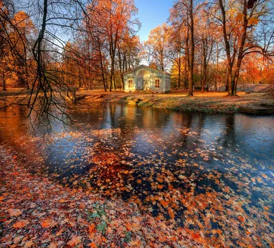 Природа величественна: Царское дерево на фотографиях