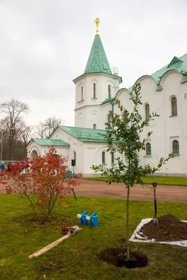 HD фото Царского дерева для скачивания