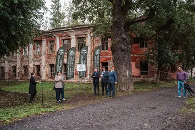 Фотография Царского дерева на фоне заката