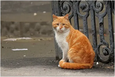 Загадочные глаза Цейлонской кошки на фото