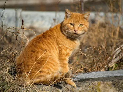 Восхитительные картинки Цейлонской кошки