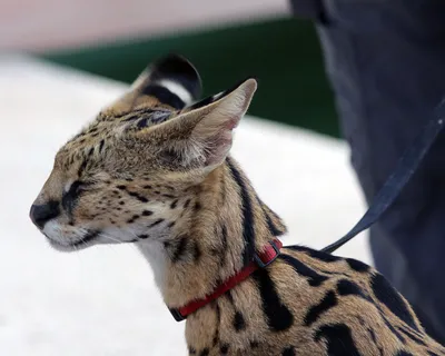 Цейлонская кошка: фото высокого разрешения для скачивания