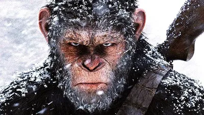 Цезарь планета обезьян: Лучшие изображения в 4K разрешении