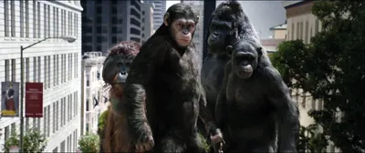 Фотки обезьян: Скачать бесплатно в HD