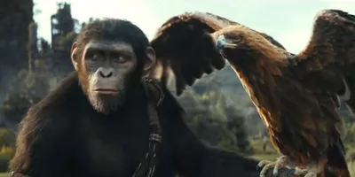 GIF анимации обезьян: Фото в высоком разрешении