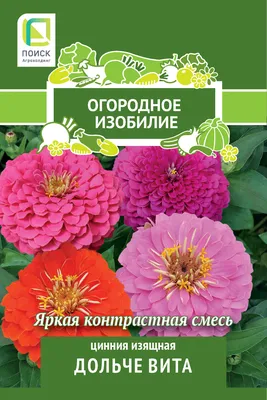 Картинки циннии: настоящее украшение для вашего дома