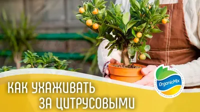 Фотографии цитрусовых деревьев: Природа в гармонии