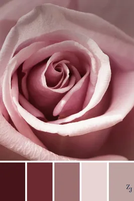 Цвет пыльная роза: выберите свой размер и формат для скачивания