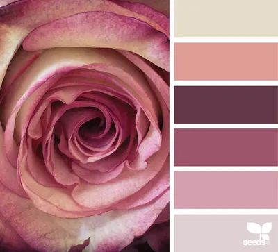 Роза цвета пыльной розы: великолепное изображение для вашего выбора