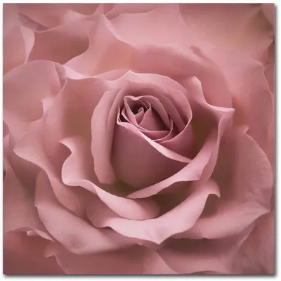 Искусная фотография розы цвета пыльной розы