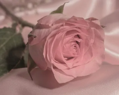 Очарование и красота розы цвета пыльной розы на фото