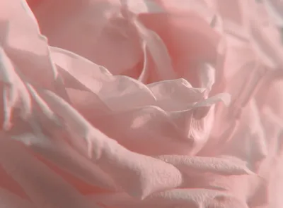 Цвет пыльная роза: скачайте красивое изображение розы