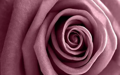 Фотография розы цвета пыльной розы: запечатлейте момент природной красоты