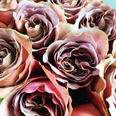 Красивое изображение Цвет старая роза - создайте волшебство в своем доме