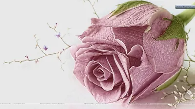 Романтическая фотография Цвет старая роза - воплотите свои мечты в жизнь