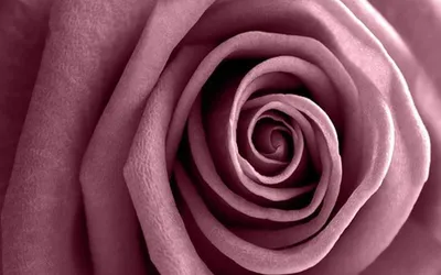 Фото Цвет старая роза - мягкие оттенки и нежность