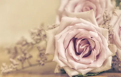 Картинка Цвет старая роза - создайте атмосферу уюта и романтики