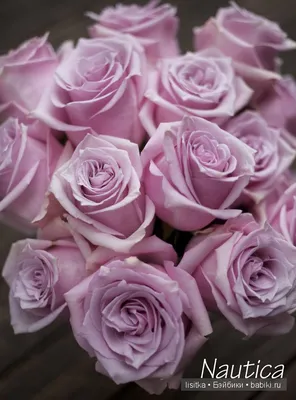 Фотография Цвет старая роза - олицетворение красоты и страсти