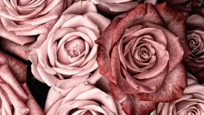 Прекрасное изображение Цвет старая роза - почувствуйте прелесть природы