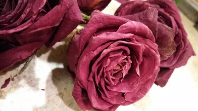 Фото Цвет старая роза - идеальный выбор для фотообоев и печати