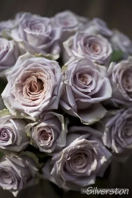Фотка Цвет старая роза - обрамите память долговечностью