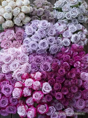 Красивое изображение Цвет старая роза - незабываемым украшением интерьера