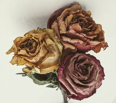 Изображение Цвет старая роза - сохраните красоту в формате png