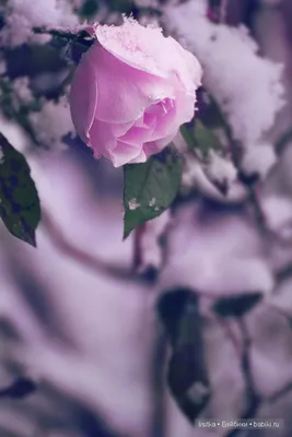 Фото Цвет старая роза в png формате - сохраните яркость цвета