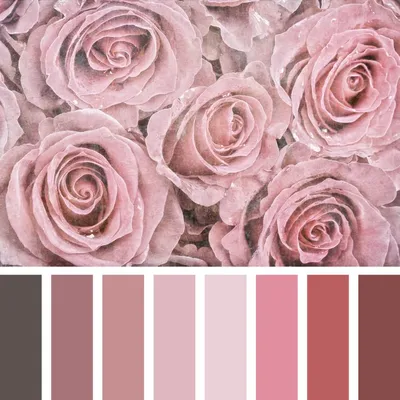 Фотография Цвет старая роза - изысканный выбор для фотоальбомов