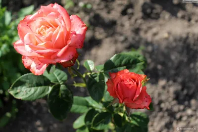 Фотка Цвет старая роза - отражение нежности и красоты природы
