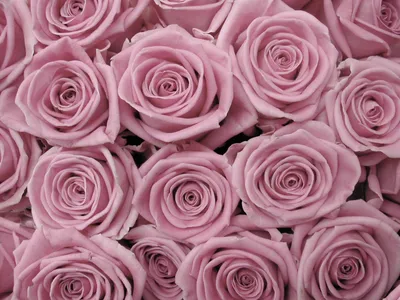 Фотография Цвет старая роза - изысканный выбор для декора