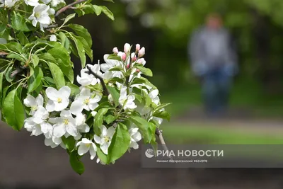 Волны цветов: Удивительные фото и фоны деревьев во время их цветения