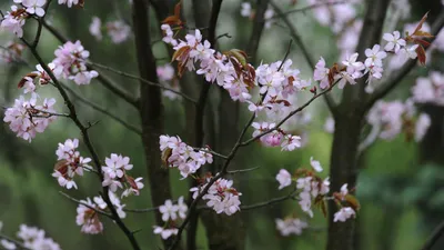 Украшение природы: Новые фото деревьев во время цветения