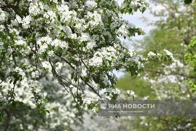 Изумрудная палитра: впечатляющее цветение деревьев (фото)