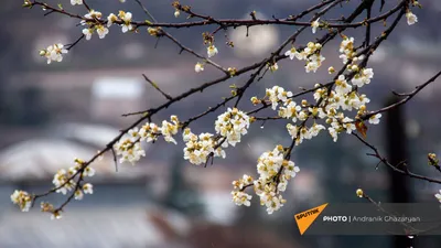 4K фотографии цветущих деревьев 2024 года