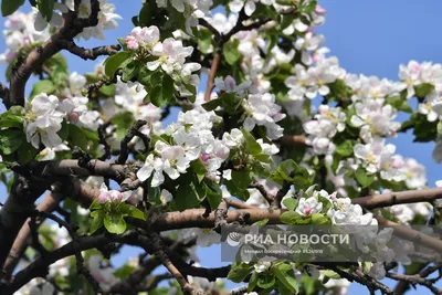 Волшебные моменты: Уникальные фото цветущих деревьев