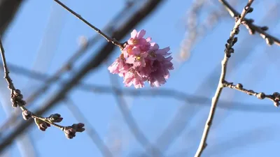 Обои на рабочий стол с цветущими деревьями: вдохновение из сада