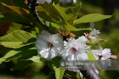 Цветение плодовых деревьев в реальном времени: увидьте красоту природы