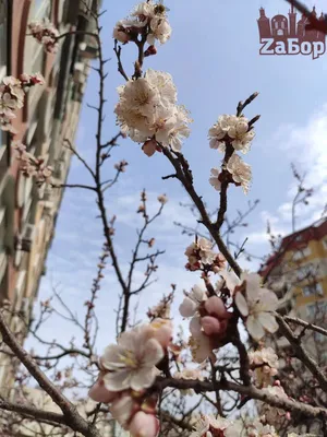 Оазис весны: потрясающие фото цветений деревьев