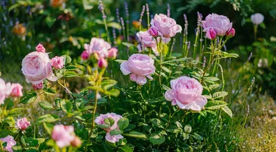 Цветник из роз: Прекрасное фото отражает красоту природы