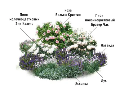 Изображение цветника с пионами в формате png