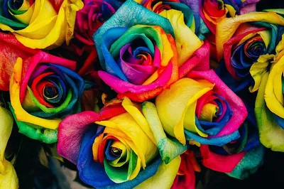Обольстительные цветные розы на фото