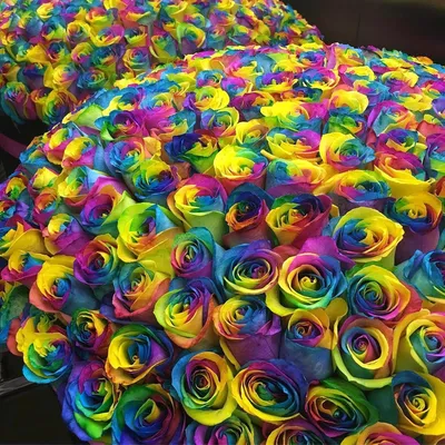 Удивительное изображение цветных роз