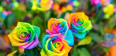 Обворожительные цветные розы в формате jpg