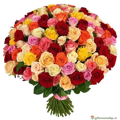 Изысканная фотография с цветными розами