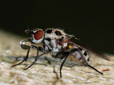 Цветочная муха  фото