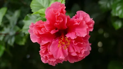 Цветок китайская роза фотографии