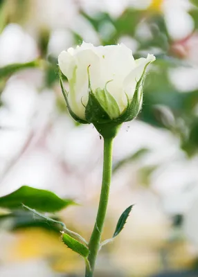 Качественные фото цветка розы в разных форматах